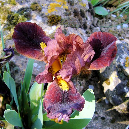 IRIS nain '' (pumila)