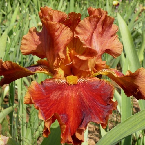 IRIS de Jardin 'Rustler'