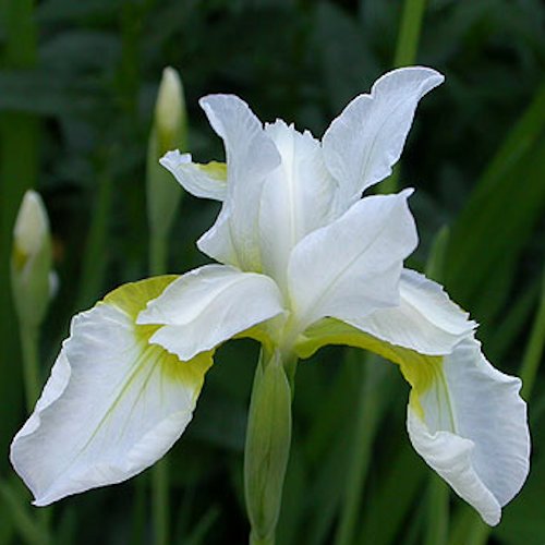 IRIS sibirica 'Snow Crest'