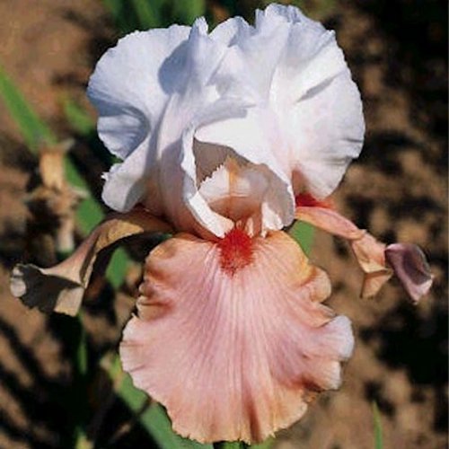 IRIS de Jardin 'Sugar Magnolia'