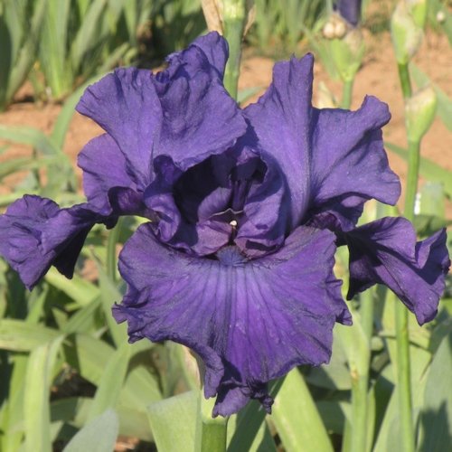 IRIS de Jardin 'Virginia Bauer'
