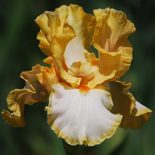 Iris