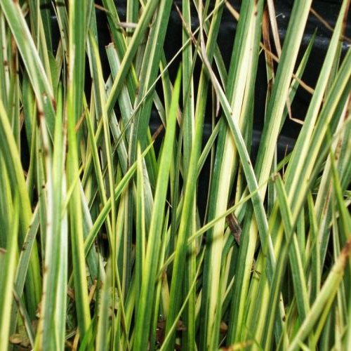 ACORUS gramineus 'Variegatus'