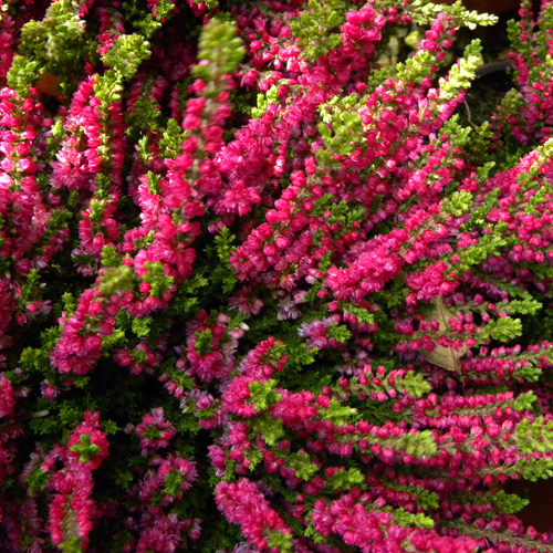 CALLUNA vulgaris 'Dart's Beauty'