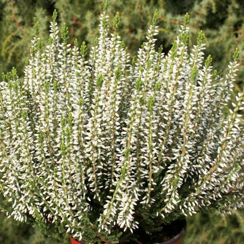 CALLUNA vulgaris 'Madonna' (Garden Girls ®)'