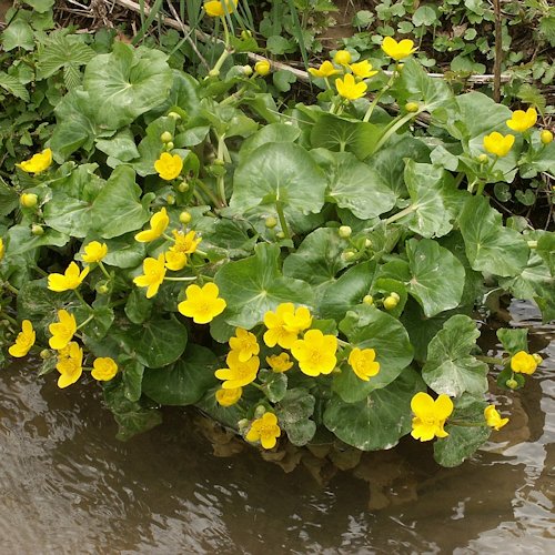 CALTHA palustris 'Flore Pleno'