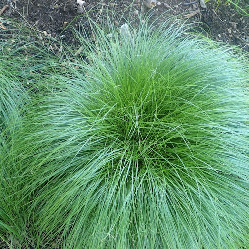CAREX rosea