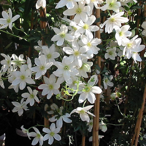 Clematis 'Avalanche'