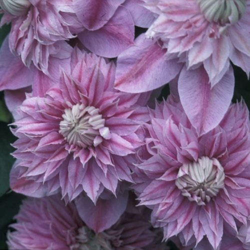 CLEMATIS Josephine<sup>TM</sup> 'EviJohill'