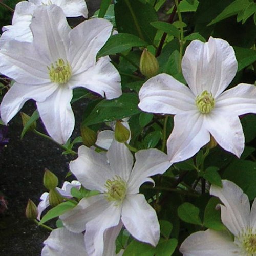 CLEMATIS 'Mme Le Coultre'