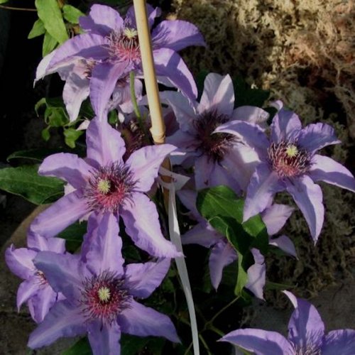 CLEMATIS 'Natasha'