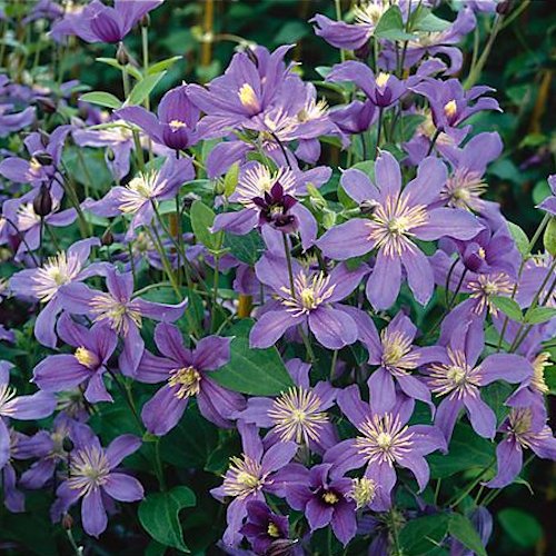 Clematis 'Arabella'