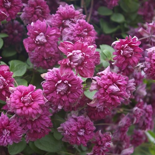 CLEMATIS viticella purpurea 'Plena Elegans'