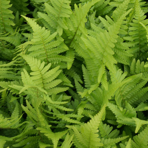 DRYOPTERIS filix-mas