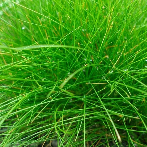ELEOCHARIS acicularis