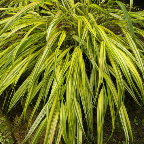 HAKONECHLOA macra 'Aureola'