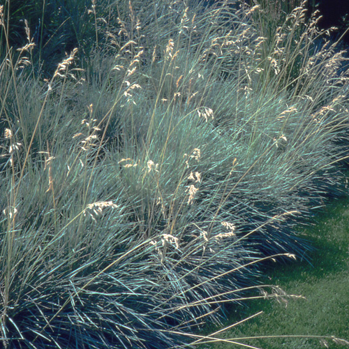 HELICTOTRICHON sempervirens