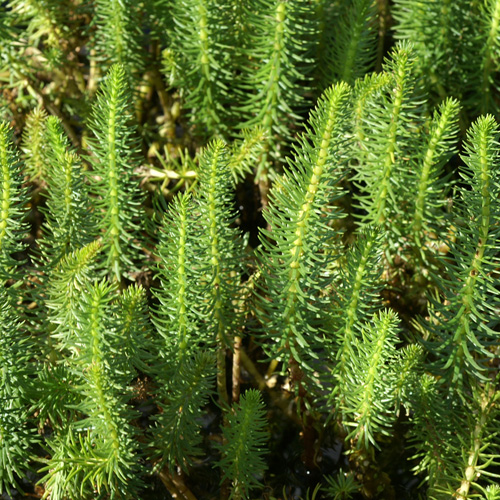 HIPPURIS vulgaris