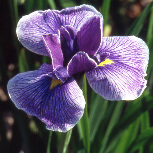 IRIS ensata 'Kimono'