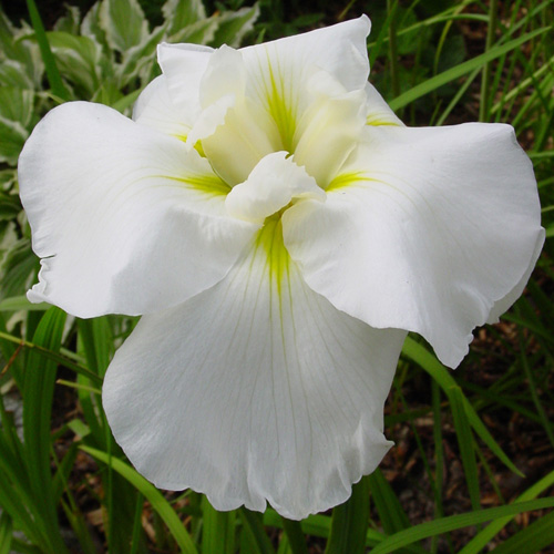 IRIS ensata 'Oriental Classic'