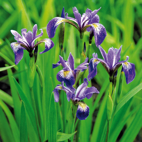 IRIS versicolor