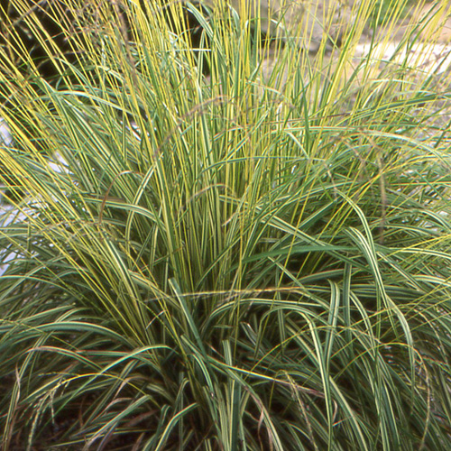 MOLINIA caerulea 'Variegata'