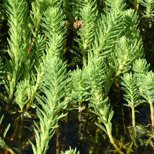 MYRIOPHYLLUM aquaticum