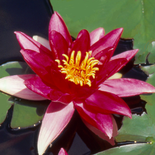 NYMPHAEA 'Escarboucle'