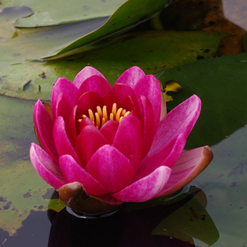 NYMPHAEA 'Little Champion'