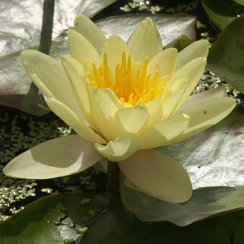 NYMPHAEA 'Marliacea Chromatella'
