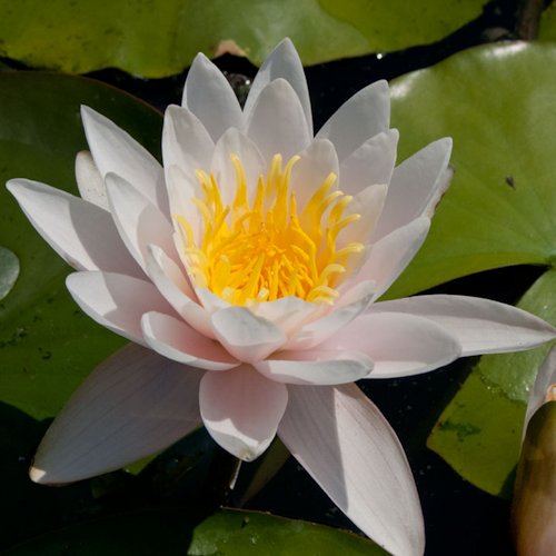 NYMPHAEA 'Marliacea Rosea'