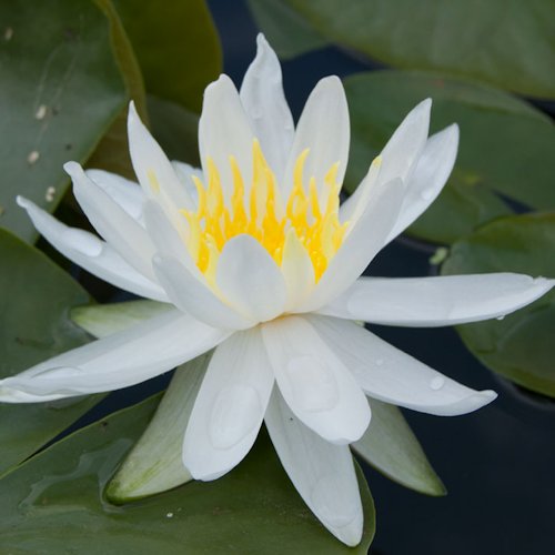 NYMPHAEA 'Caroliniana Nivea'
