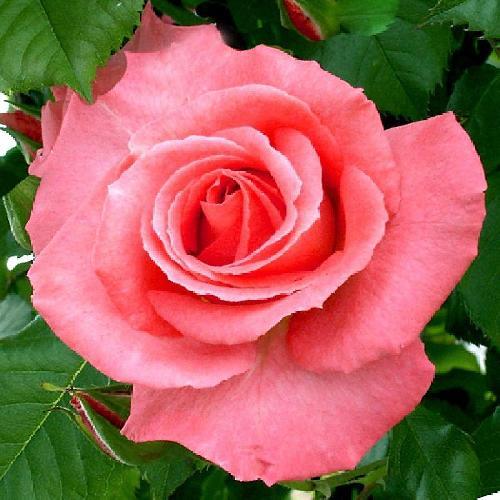 Rosiers