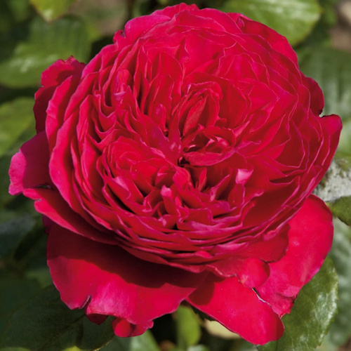 ROSA 'Alain Souchon'