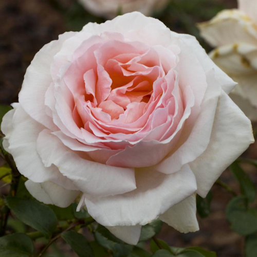 ROSA 'André Le Notre'