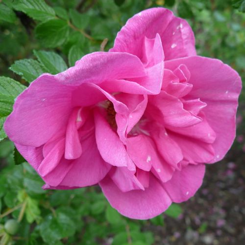 ROSA 'Belle Poitevine'