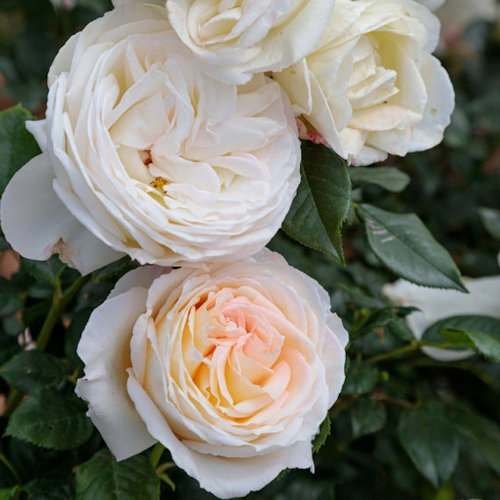 ROSA 'Camille Claudel'