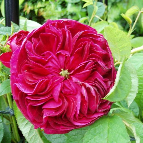 ROSA 'Charles de Mills'