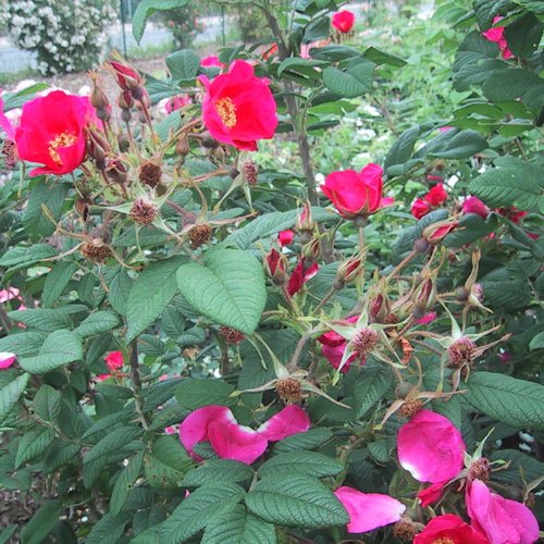 ROSA 'Cibles'