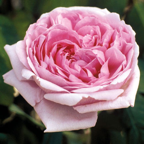 ROSA 'Comte de Chambord'