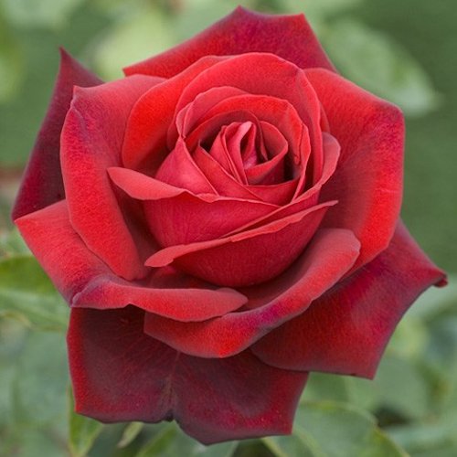 ROSA 'Edith Piaf'