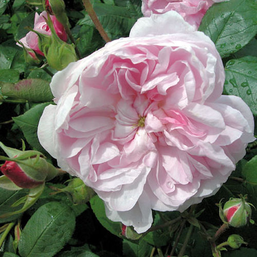 ROSA 'Fantin Latour' (Centifolia)