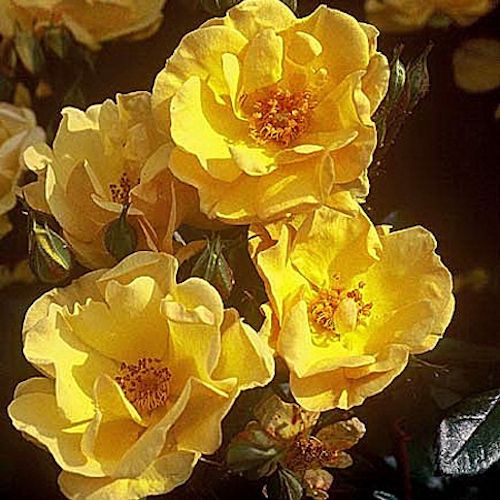 ROSA 'Golden Nugget' (hybride moderne)