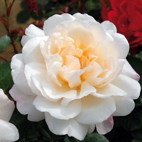 ROSA 'Gruss An Aachen' (hybride de thé)