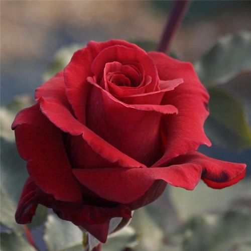 ROSA 'Hacienda'