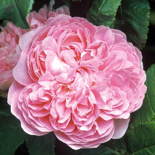 ROSA 'Jacques Cartier'