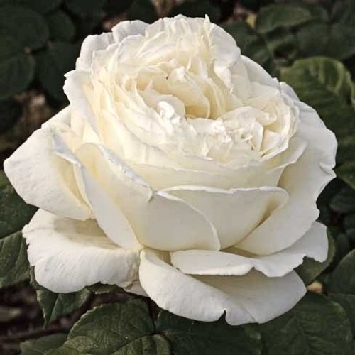 ROSA 'Jeanne Moreau'