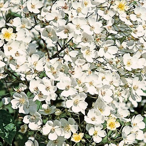 ROSA 'Kiftsgate' (filipes)