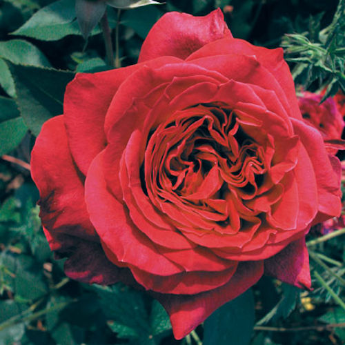 ROSA 'La Belle Alsacienne' (hybride moderne)