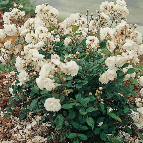 ROSA 'Little White Pet' (hybride de Sempervirens)